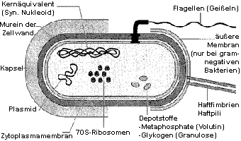 Bakterium