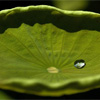 Blatt einer Lotuspflanze